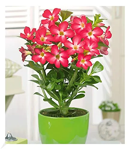 BALDUR Garten Wüsten-Rose 'Rot' von BALDUR-Garten