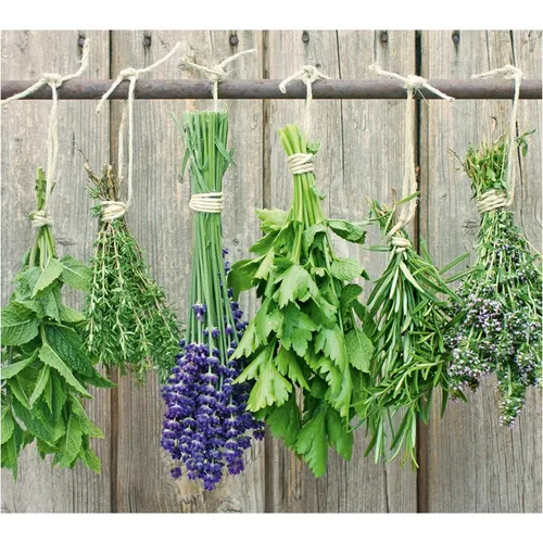 Zeller Herdblende- und Abdeckplatte Kräuter, 56x50 cm - Multifunktionale Glasplatte als Spritzschutz und Abdeckung für Kochfelder, hygienisch und hitzebeständig bis 220°C, ideal für eine saubere und praktische Küchennutzung.