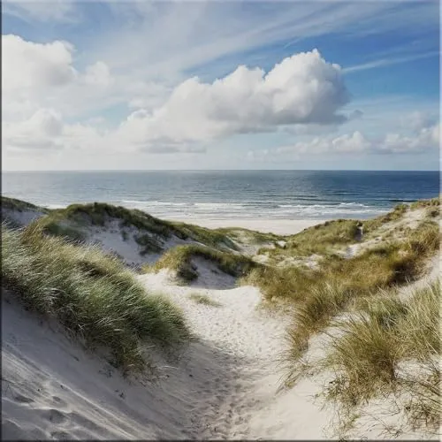 artissimo, Glasbild, 30x30cm, AG5501A, Landschaft/Natur: Dünengras/Standgräser, Bild aus Glas, Wandbild Wohnzimmer modern, Strand und Meer, Dünen