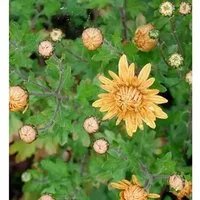 Produktbild Winteraster Kleiner Bernstein