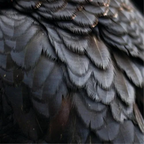 Ex People Bird (Vinyl) 12