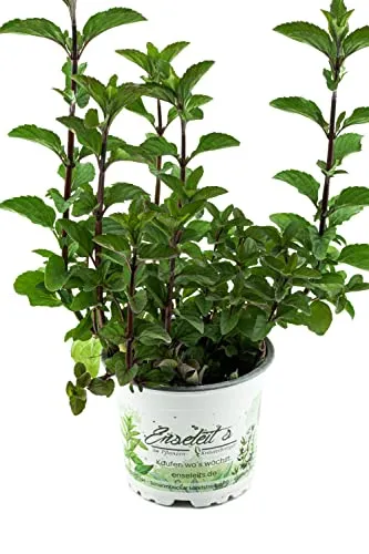 Minze Hillarys sweet lemon, Minze Pflanze, Winterharte Kräuter Pflanze!