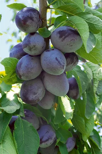 Terrassenobst Zwergobst 40 cm - kompakte Obstbäume für Balkone - Obstsamen & -pflanzen: Pflegeleichte, kompakte Obstbäume mit 40 cm Stammhöhe, ideal für Töpfe. Genießen Sie frisches Obst direkt von Ihrer Terrasse!