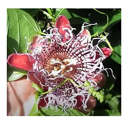 Stk - 10x Passiflora quadrangularis Passionsblume Strauch Pflanze - Saat B52 - Seeds & Plants Shop by Ipsa