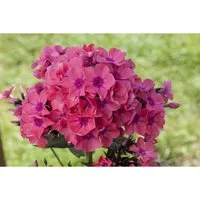 Phlox Pan.Flame-Ser.Pink Flame R Ca. 11x11 cm Topf