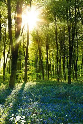 Poster Forests - Poster - Sunrise Bluebell Wood