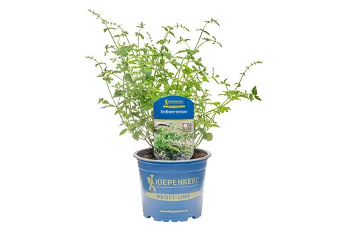 Pflanzen für Dich Gewürzkraut Erdbeer Minze 12cm Topf 8er Set