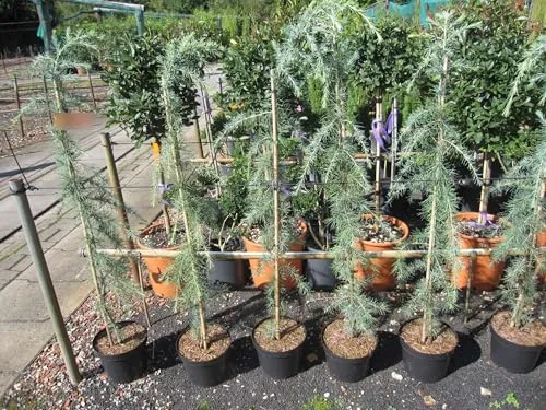 Cedrus deodara Eisregen von Baumschule