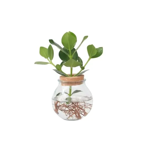 Plant in a Box - Clusia im Glas - Hydrokultur Pflanze - Garten-Zubehör: Pflegeleichte Clusia im stilvollen Glas mit Korken zur Reduzierung der Wasserverdunstung. Ideal für Pflanzenliebhaber, die eine elegante Einrichtung suchen.