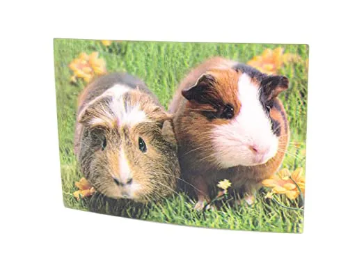 D Ansichtskarte Meerschweinchen, Postkarte Wackelkarte Hologrammkarte Tier Meerschweine 3