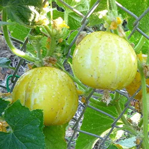 Zitronengurke Lemon Samen