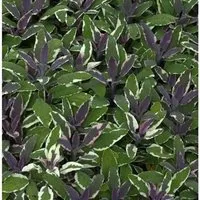 Produktbild Echter Salbei Tricolor - Salvia officinalis