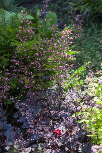 Pflanzen für Dich Staude Heuchera micrantha Regina, 1 St., Purpurglöckchen