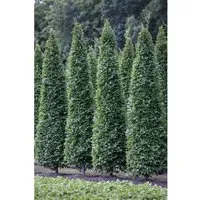 Säulen-Hainbuche Carpinus Betulus Fastigiata 80–100 cm - Hausbaum mit säulenförmigem Wuchs, ideal für Hecken oder als Solitär. Robuste, winterharte Pflanze mit herbstlichem goldgelben Laub und pflegeleichten Eigenschaften.