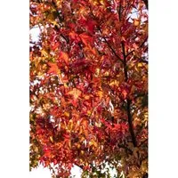 Liquidambar Styraciflua Worplesdon Amberbaum 175–200 cm - Hausbaum mit spektakulärer Herbstfärbung in leuchtenden Rot- und Orangetönen, ideal für große Gärten und Parkanlagen, pflegeleicht und winterhart.
