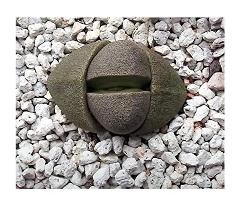 Stk - 10x Pleiospilos nelii Lebender Granit Sukkulent Pflanzen - Samen B106 - Seeds & Plants Shop by Ipsa