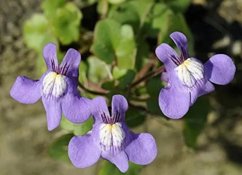 Zimbelkraut Mauerblümchen 50 Samen