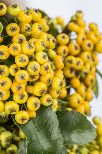 Pyracantha 'Soleil d'Or' - Feuerdorn mit gelben Beeren - Immergrüner Feuerdorn, ideal als Hecke, bienenfreundlich und winterhart bis -20 °C. Leuchtende gelbe Beeren ziehen Vögel an und bringen Farbe in Ihren Garten.
