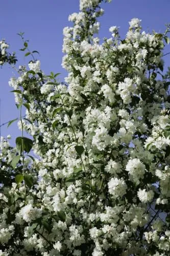 Philadelphus 'Virginal' - Duftjasmin mit weißen Blüten - Duftende, weiße Blüten im Frühsommer, ideal für Hecken und bienenfreundlich. Pflegeleicht und winterhart bis -20 °C, perfekt für Anfänger und erfahrene Gärtner.