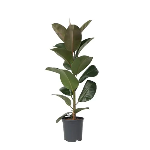 Ficus Elastica Robusta in grün von Plant in a Box