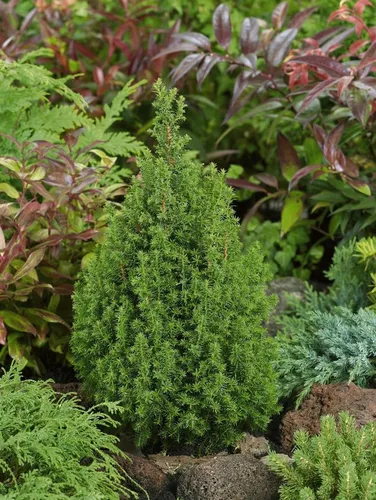 Pflanzen für Dich Konifere Chamaecyparis thyo. Top Point, 1 St., Scheinzypresse, Zypresse, säulenförmig, immergrün