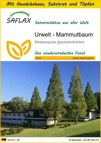 SAFLAX Blumensamen SAFLAX - Anzuchtset - Urwelt - Mammutbaum