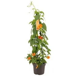 Schwarzäugige Susanne 70 cm - Thunbergia alata - Beliebte Kletterpflanze mit lebhaften, orange-gelben Blüten. Ideal für Garten und Balkon, zieht bestäubende Insekten an und sorgt für ein blühendes Ambiente.