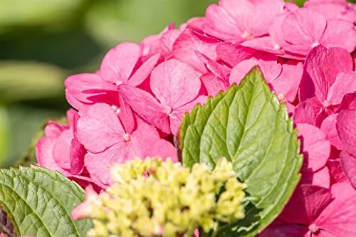 Bauernhortensie Hydrangea macrophylla 'Bouquet Rose' 30-40 cm