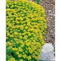 Sedum Kamtschaticum Var. Ellacombianum Gelb Ca. 9x9 cm Topf