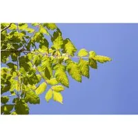 Koelreuteria Paniculata Blasenbaum 60–80 cm - Hausbaum mit leuchtend gelben Blütenrispen und dekorativen Fruchtkapseln. Pflegeleicht, winterhart und ideal als Schattenspender. Wuchshöhe bis 7 m, geliefert mit 60-80 cm.