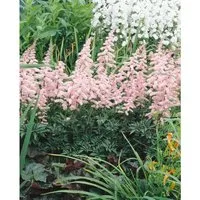 Astilbe X Arendsii Grete Püngel Prachtspiere Ca. 9x9 cm Topf
