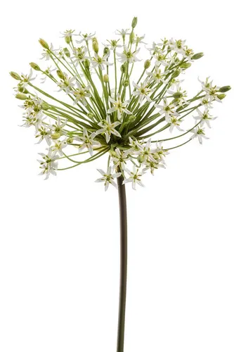 Kunstblume Emerald 90 cm von Emerald Publishing