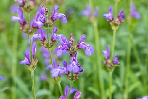 Salvia officinalis 'Grete Stölzle' 9x9 cm Topf – Winterhart, Mehrjährig, Pflegeleicht – Echter Salbei – Kräuterpflanze für Küche & Garten