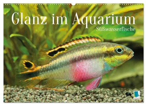 Calvendo Wandkalender 2026 - Glanz im Aquarium: Süßwasserfische - Entdecken Sie die faszinierende Welt der Süßwasserfische mit diesem Wandkalender. 14 beeindruckende Motive bringen Farbe in Ihr Zuhause und sind ideal für Tierliebhaber.