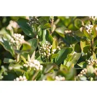 Aronia melanocarpa 'Aron' - Schwarze Apfelbeere - Ziergehölz mit glänzenden Blättern, spektakulärem Herbstrot und winterhart. Die reich an Antioxidantien Beeren sind ideal für gesunde Säfte und locken Bienen und Schmetterlinge an.