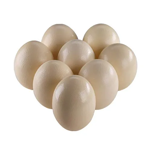 Straußeneier aus Südafrika von africX