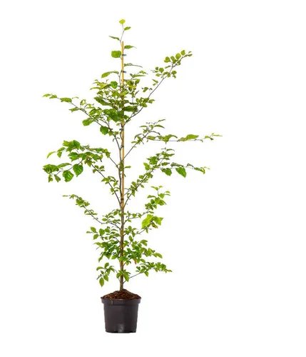 Dehner Hecken Rotbuche, Fagus sylvatica, 25 Pflanzen für 6 m Hecke - Schaffen Sie eine attraktive Laubhecke mit 25 robusten Rotbuchen (ca. 125-150 cm) für 6 Meter. Ideal für Sichtschutz und Lärmminderung – die perfekte Wahl für Ihren Garten!