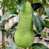 Birne Abate Fetel 100