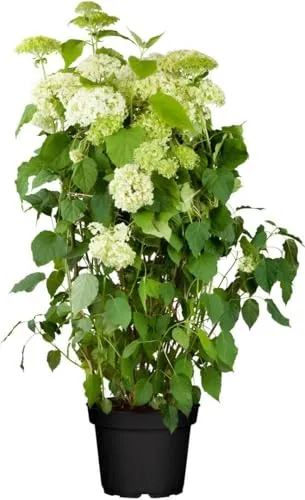 Hydrangea arborescens 'Annabelle' - Pflegeleichte Schneeballhortensie mit weißen Blüten - Blumensamen & -pflanzen, üppige weiße Blütenbälle, ideal für halbschattige Standorte und Gruppenpflanzungen, winterhart bis -20 °C und perfekt für Gartenanfänger.