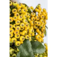 Pyracantha 'Soleil d'Or' 40-60 cm