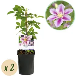 Everspring Gartenpflanze Blüte Rosa-Weiß – Piilu | GreenboutiQ
