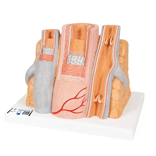 3B Scientific Menschliche Anatomie