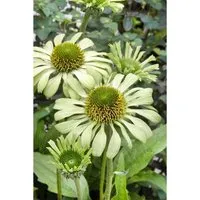 Echinacea Purpurea Green Jewel Roter Sonnenhut Ca. 11x11 cm Topf
