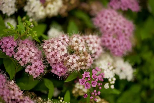 Spiraea japonica 'Shirobana'