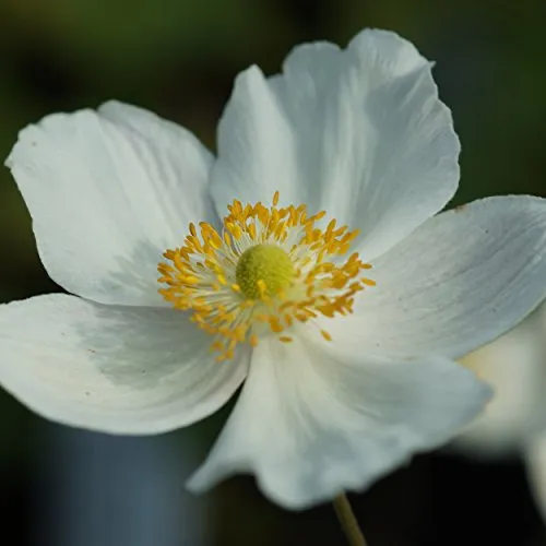 Herbstanemone - Anemone Japonica-Hybride 'Honorine Jobert' weiß blühend