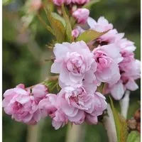 Produktbild Japanische Hänge Nelkenkirsche 80-100cm - Prunus serrulata