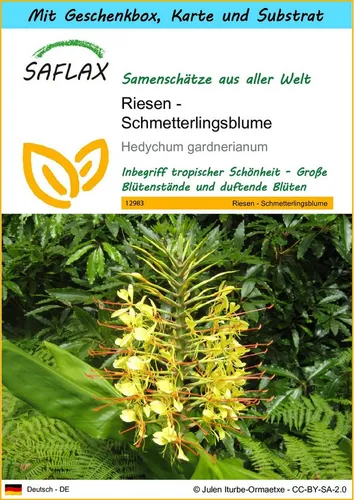 SAFLAX Blumensamen SAFLAX - Geschenkset - Riesen - Schmetterlingsblume