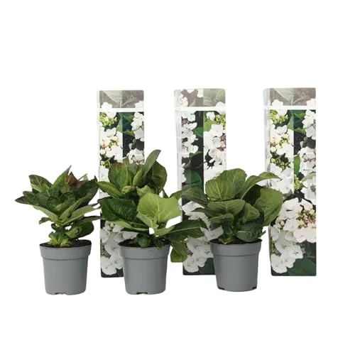 Plant in a Box - Hydrangea macrophylla Teller - 3er Set - Weiss - Hortensie - Winterhart - Topf 9cm - Höhe 25-40cm