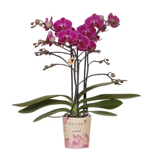 Exotenherz Lila Phalaenopsis Orchidee 9cm - Zimmerpflanze mit 2-3 Zweigen, bringt Farbe und Wärme in Ihr Zuhause. Ideal für helle Plätze, pflegeleicht und blüht prächtig!