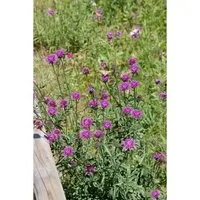Centaurea Bella Ca. 9x9 cm Topf